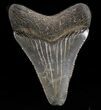 Chubutensis Tooth From Virgina - Megalodon Ancestor #37651-1
